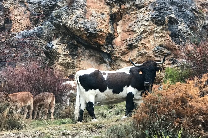From Granada: Sierra Nevada Safari tour up to 2500 meters high - Sierra Nevada National Park: biosphere reserve, endemics, and the quieter side of Spain
