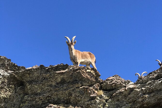 From Granada: Sierra Nevada Safari tour up to 2500 meters high - Guides like Daud, Jaime, and Carlos, and the stories that make the drive count