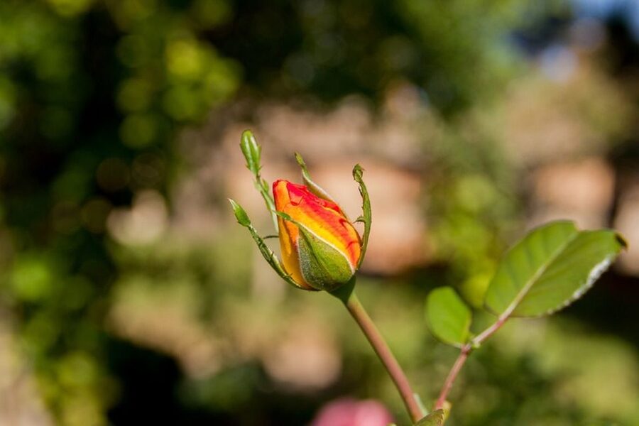 Granada: Alhambra Gardens, Generalife & Alcazaba Guided Tour - Who This Tour Fits Best in Your Granada Plan