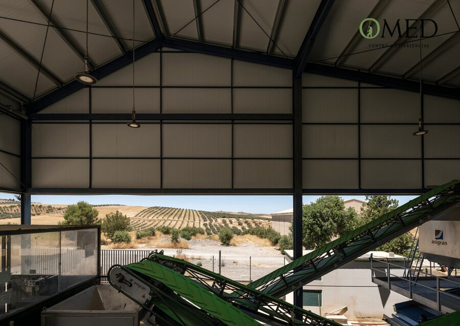 Granada in EVOO: Guided tour and unique sensorial tasting - Price and value: is $35 worth your time?