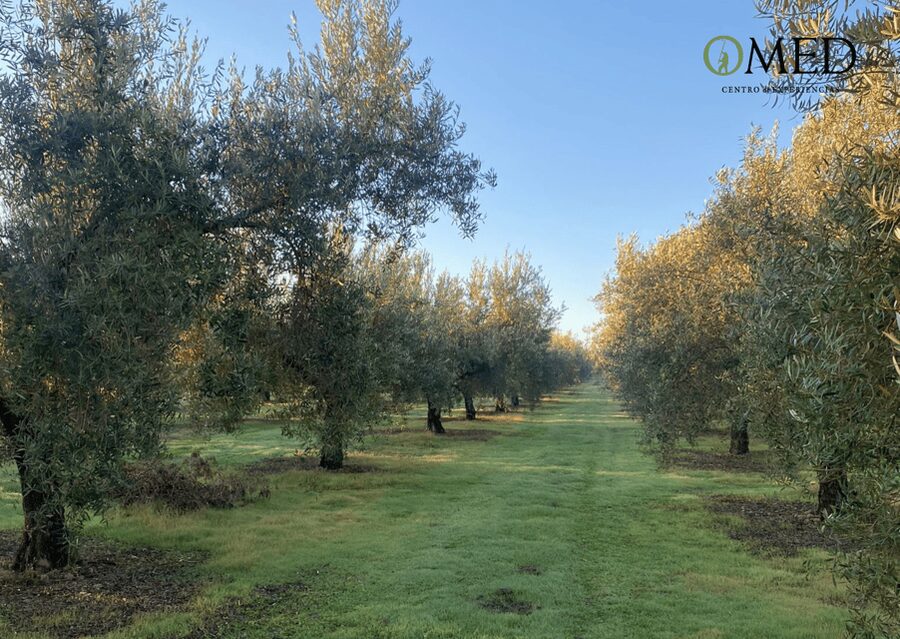 Granada in EVOO: Olive grove guided tour and sensory tasting - Inside the OMED Olive Mill: From Fruit Reception to Packaging