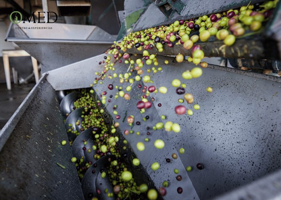Granada in EVOO: Olive grove guided tour and sensory tasting - Value and Price: Is $47 Worth It?