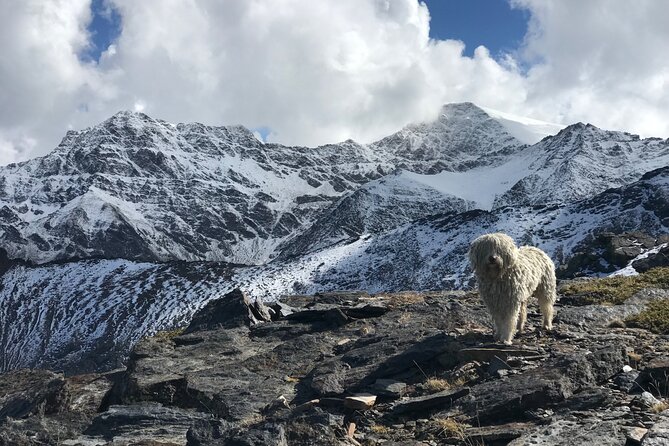 Hiking experience in the High Sierra Nevada National Park - San Juan Glacial Valley: Water, Wildflowers, and First Wildlife