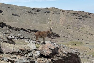 Hiking experience in the High Sierra Nevada National Park
