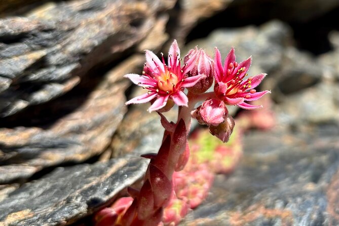 Hiking experience in the High Sierra Nevada National Park - Pace, Altitude, and Footwear: What to Prepare for