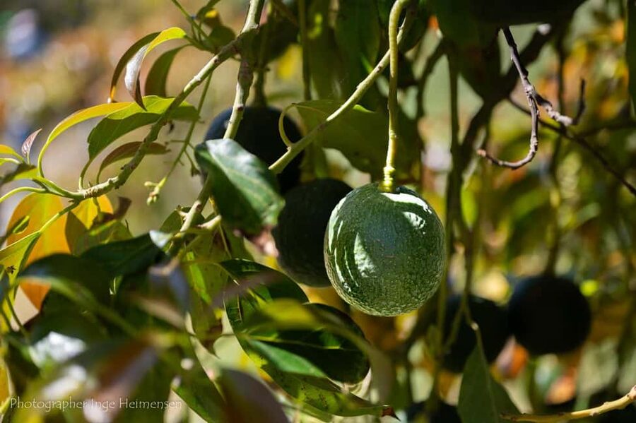 La Herradura Coffee Farm: tour in Europe's only plantation - The Organic Farming Angle, and What It Means on the Ground