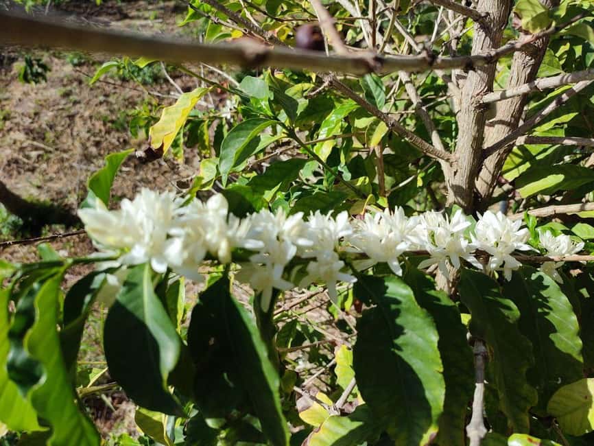 La Herradura Coffee Farm: tour in Europe's only plantation - Price and Value: What $17 Gets You Near Nerja