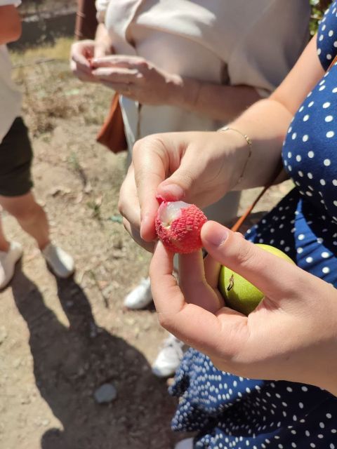 La Herradura Coffee Farm: tour in Europe's only plantation - Should You Book La Herradura Coffee Farm?