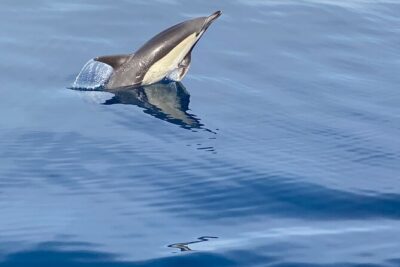 Sailboat with a view of dolphins-Shared