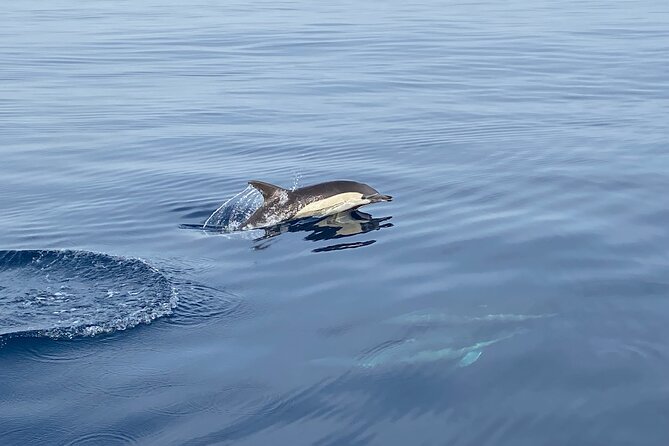 La Herradura: Sailboat with a view of dolphins-Shared - Should You Book La Herradura’s Dolphin Sail?