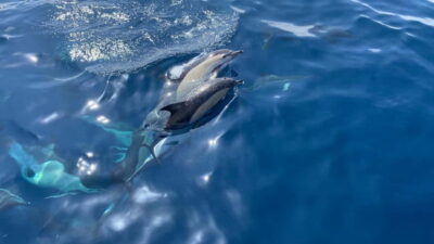 Sailing with a view of dolphins
