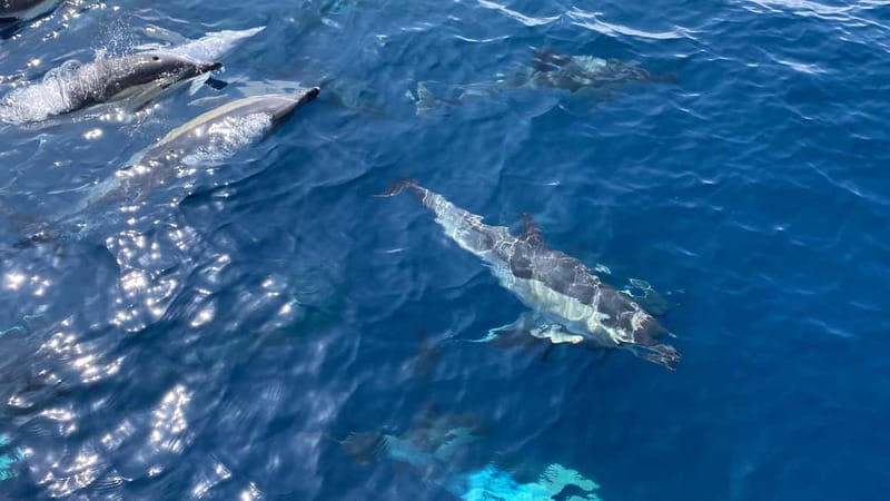 La Herradura: Sailing with a view of dolphins - Stop-by-Stop: What Happens During the 2 to 3 Hours