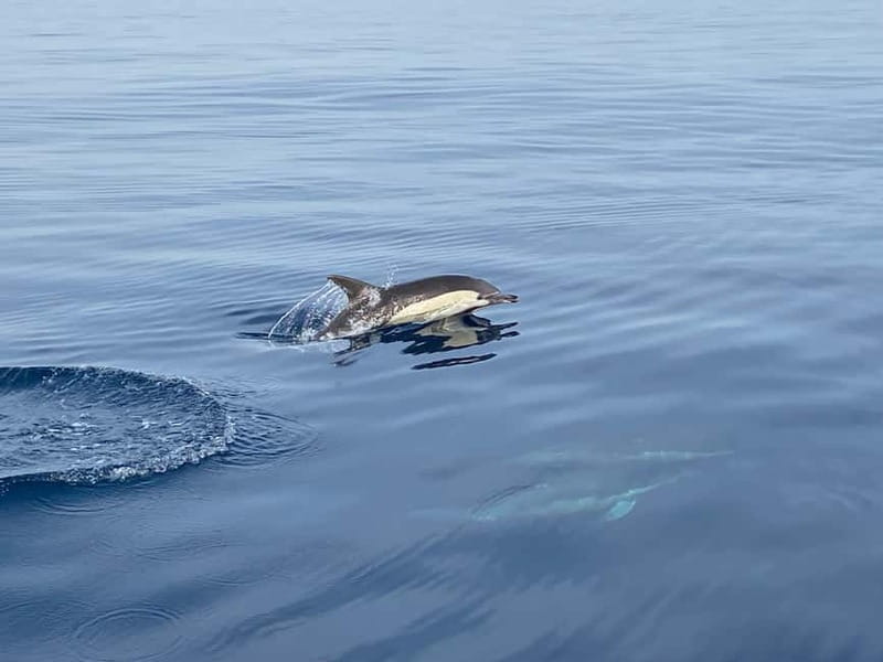 La Herradura: Sailing with a view of dolphins - Who Should Book This Trip, and Who Might Not