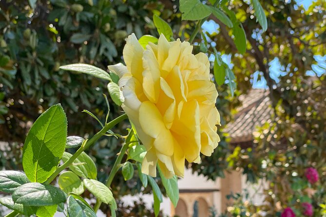 Private Tour to The Alhambra and Generalife from Motril port - Generalife gardens and the microclimate idea you will not forget