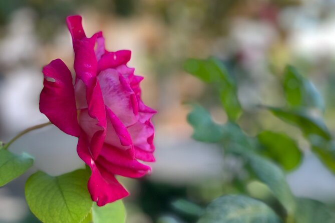 Private Tour to The Alhambra and Generalife from Motril port - What you get for the price, and who this tour is best for