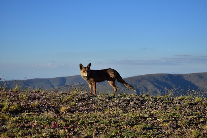Sierra Nevada Tour (Granada) - Sierra Nevada Tour From Granada: A Half-Day That Feels Like a Full Reset