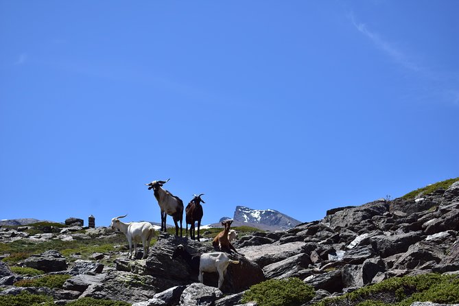 Sierra Nevada Tour (Granada) - Sierra Nevada National Park Stop: Views, a Comfortable Walk, and Goats
