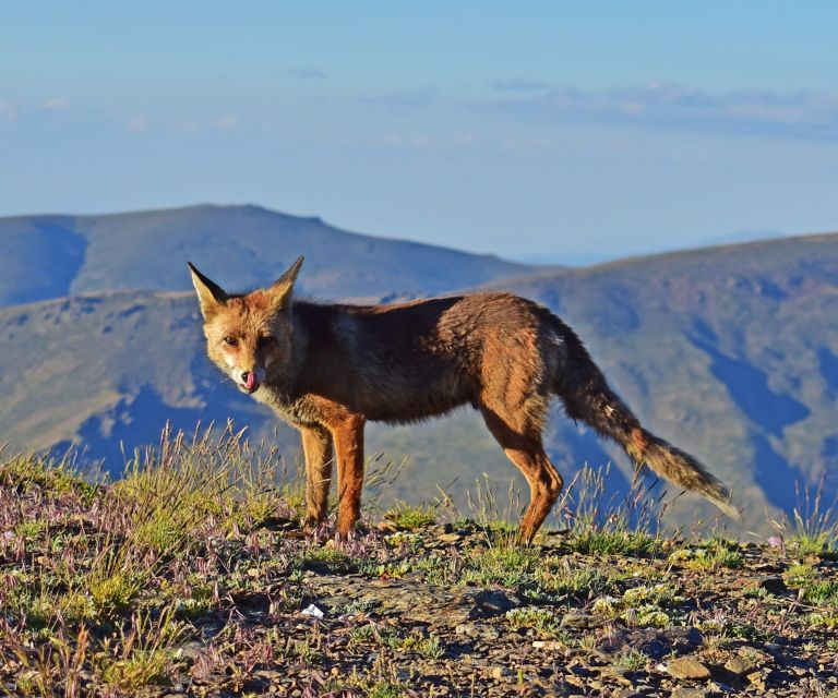 Sunset in Sierra Nevada at 2,500m altitude - Wildlife Chances at the Roof of the Peninsula